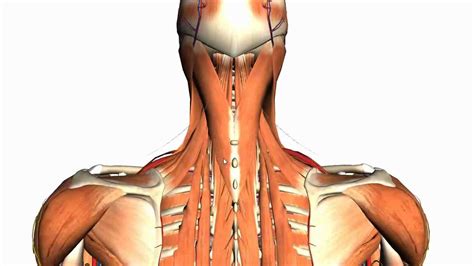 Intermediate and Deep Muscles of the Back - Anatomy Tutorial - YouTube