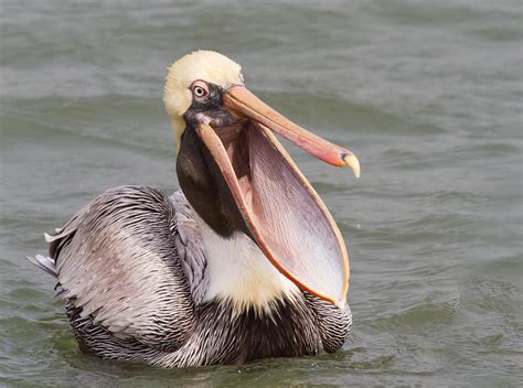 Brown Pelican With Open Beak Photograph by James Futterer