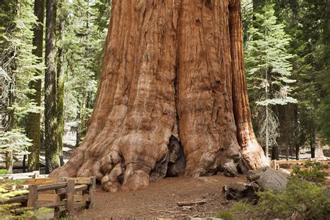 General Sherman A Giant Sequoia Tree In Giant Sequoia - vrogue.co