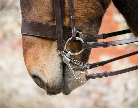 How To Fit Double Bridle Bits - FitnessRetro