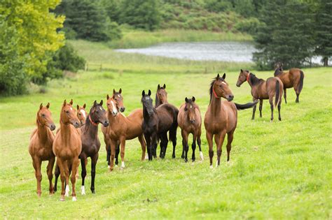 Groups of Horses: A Beginner’s Guide to Herd Dynamics