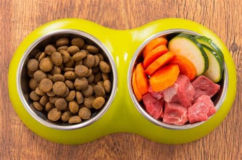 Switching To a Healthier Diet: Best Organic Dog Food | PetGuide