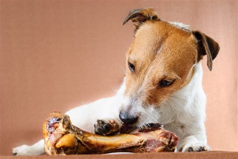 Can Dogs Eat Bones?