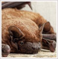 Janesville Bat Removal, WI Bat Control, Bats in Attic Wisconsin