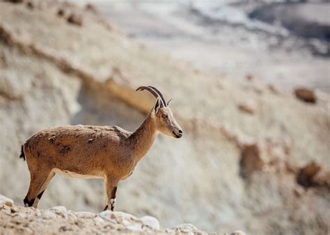 Visit Negev Desert on a trip to Israel | Audley Travel CA