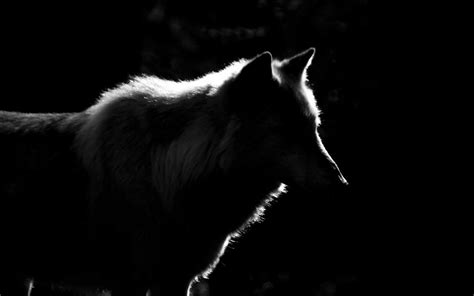 Wolf Shadow Wallpapers - Wallpaper Cave