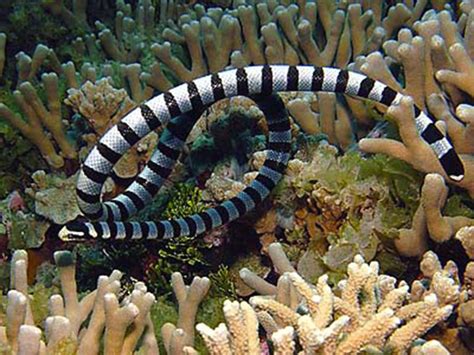 Belcher-2 | Sea snake, Venomous animals, Dangerous animals