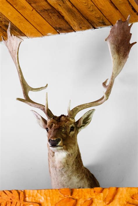 Free Images : animal, wall, wildlife, horn, stag, mammal, fauna, antler, majestic, shooting ...