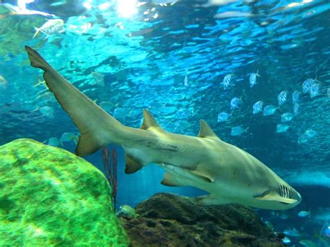 The Ultimate Guide to Ripley's Aquarium Toronto