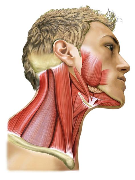 Masticatory Muscles Photograph by Asklepios Medical Atlas - Fine Art America