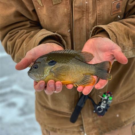 How to Catch Bluegill – Fishers of Men Outdoor Co.