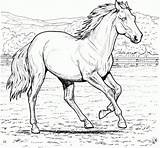 20  Free Printable Horses Coloring Pages EverFreeColoringcom sketch template
