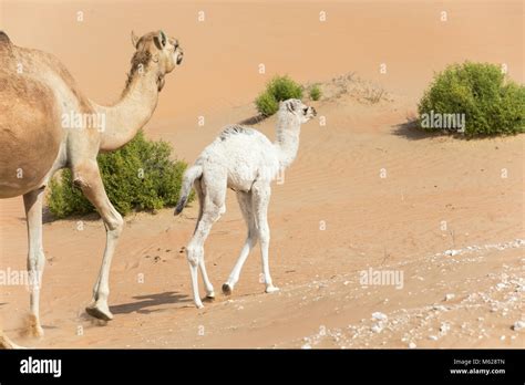 Proud Arabian dromedary camel mother walking with her white colored baby in the desert Abu Dhabi ...