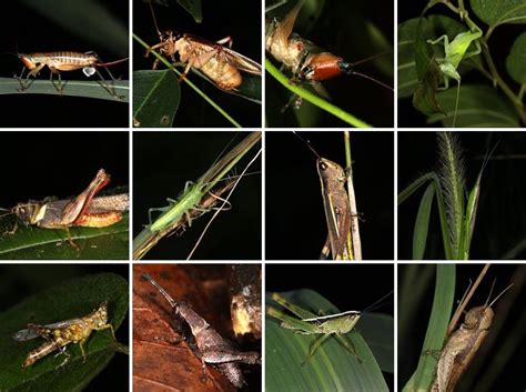 Species New to Science: [Entomology • 2017] Species Checklist of Orthoptera (Insecta) from ...