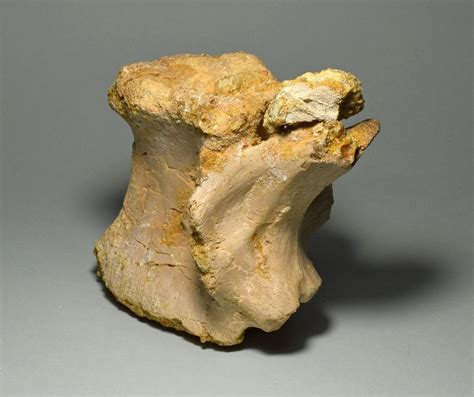 Carcharodontosaur - Fossil vertebra bone - Carcharodontosaurus ...