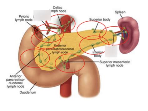 Lymph nodes Diagram | Quizlet