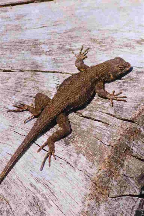 Western Fence Lizard - Behavior, Size, Diet & Habitat (Whith Images)