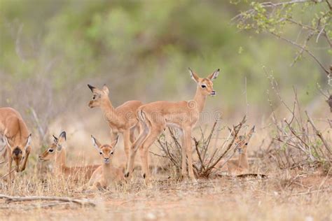 Impala Calf, Baby Impala Antelope Stock Image - Image of male, impala: 174752169