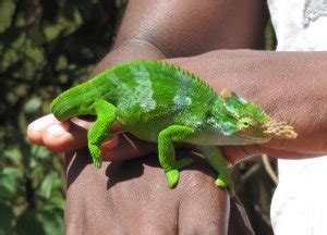 Kameleoner - Chamaeleonidae - Naturfakta