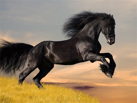 🔥 [74+] Black Horse Wallpapers | WallpaperSafari