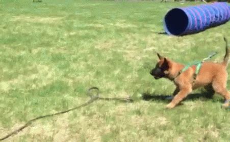 Malinois Puppy Training. GIF - Dog Puppy Attack - Discover & Share GIFs