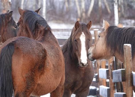 Horse Herds Meeting - Dialogue, Interaction, Negotiations, Messages! | Listen To Your Horse