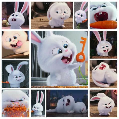 Pin by مکتوب on Princesa | Cute bunny cartoon, Secret life of pets, Pet rabbit