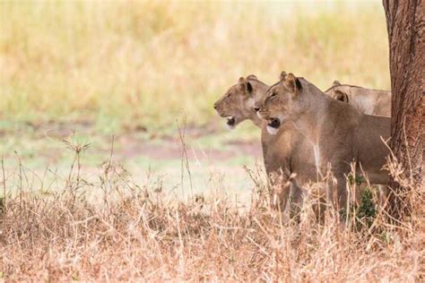 De Joanesburgo: Excursão de Meio Dia ao Lion Park | GetYourGuide