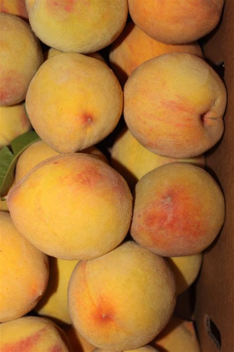 Elberta Peach Growing: How To Care For Elberta Peaches