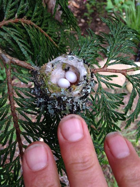 Hummingbird eggs are tiny, about the size of jelly beans! Please remember to carefully check for ...