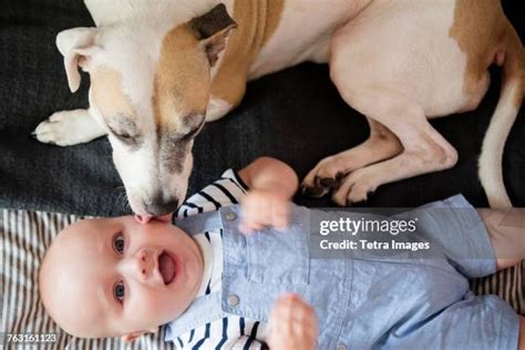 Baby Licking Dog Photos and Premium High Res Pictures - Getty Images