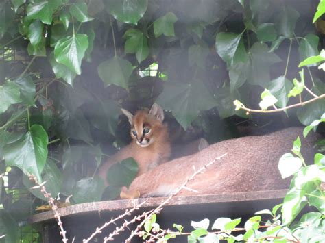 Caracal kitten, June 2015. - ZooChat