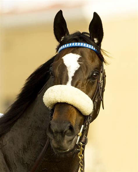 Zenyatta | Zenyatta horse, Horses, Thoroughbred racehorse