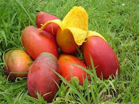 Alphonso mangoes in Thailand, Alphonso mangoes Manufacturers & Suppliers in Thailand