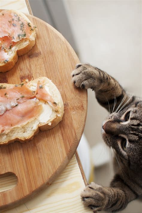 Can Cats Eat Salmon Skin Or Is It Dangerous For Them?