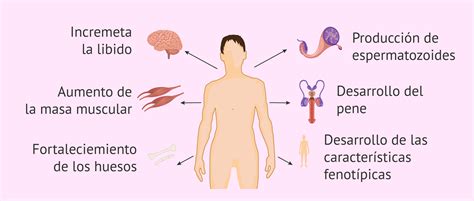 Funciones de la testosterona en los hombres