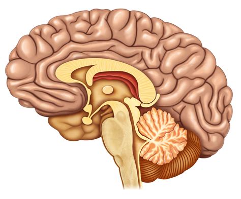 SKALA INTELIGENCJI WECHSLERA W DIAGNOZIE NEUROPSYCHOLOGICZNEJ - Szkolenia dla psychologów ...