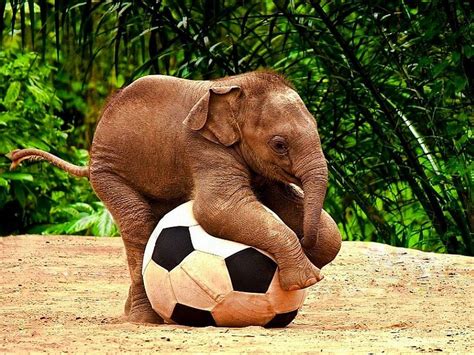 79+ Cute Elephant Wallpaper Hd Images & Pictures - MyWeb