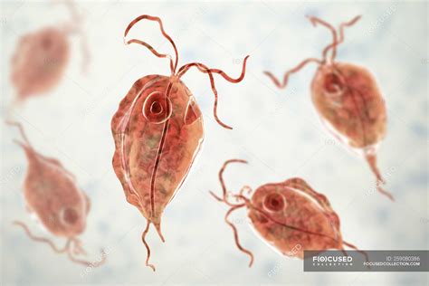 Trichomonas - Stock Photos, Royalty Free Images | Focused