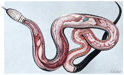 Anatomy of a Female Grass Snake – Old Book Illustrations