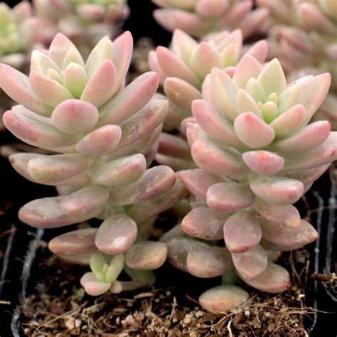 30 Beautiful and Colorful Succulents You'll Love