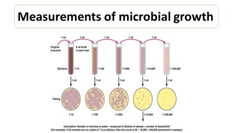 Measurements of microbial growth - Microbiology Notes