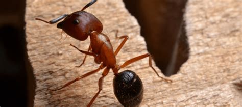 What Can I Do About Flying Carpenter Ants? | ABC Blog