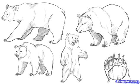 Bear Drawing | Learn How to Draw a Bear Step by Step