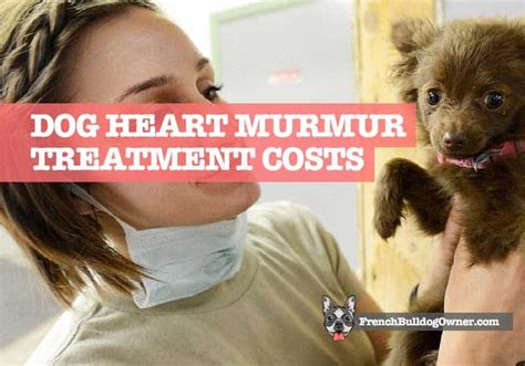 Can A Dogs Heart Murmur Be Treated