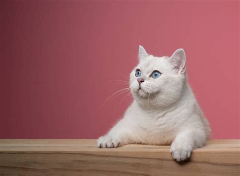 White British Shorthair Cat: Facts, Origin & History (With Pictures ...