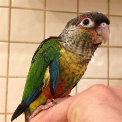 Green Cheek Conure Parrots For Sale Online - Live Parrots