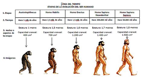 evolucion del hombre | Timetoast timelines