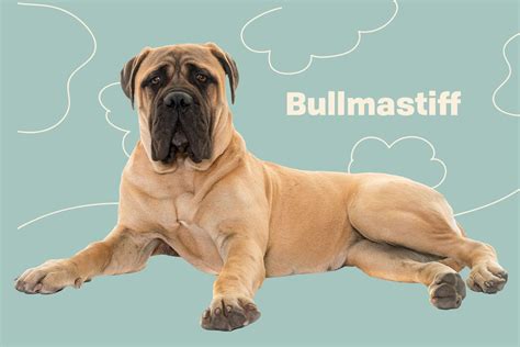 Are Bullmastiffs Good Family Pets