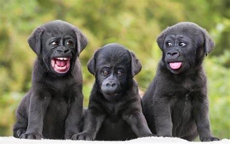 Gorillador puppies : r/HybridAnimals